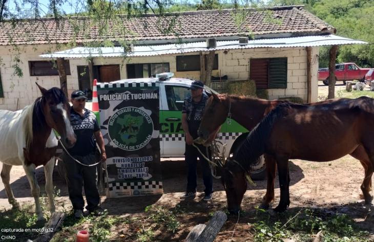 Tucumán: rescatan tres caballos con signos de maltrato que deambulaban en Tapia