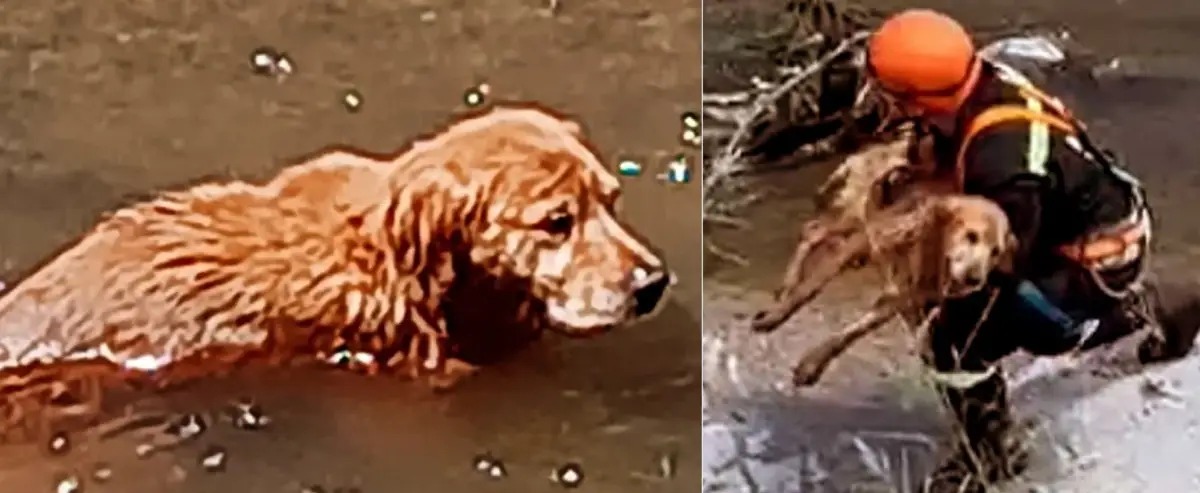 Una acción conmovedora: bomberos de Yerba Buena salvaron a un perro atrapado en un canal
