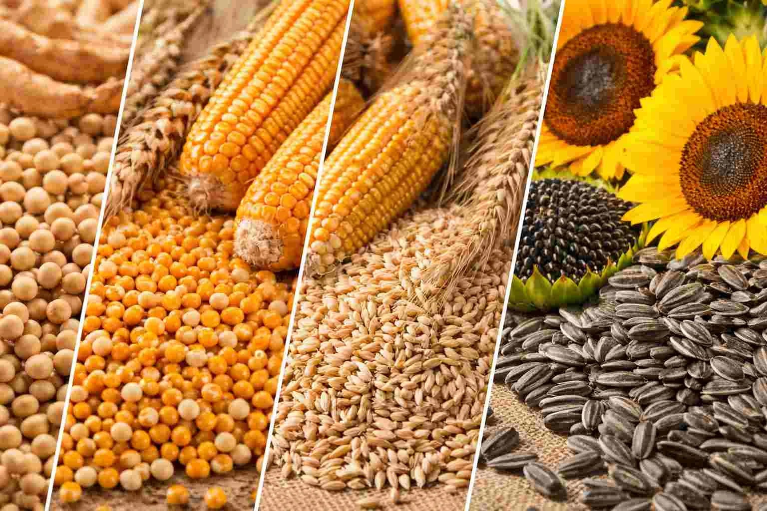 El Gobierno extendió la baja de retenciones al maíz, el girasol y el sorgo: cuándo empezará a regir el esquema