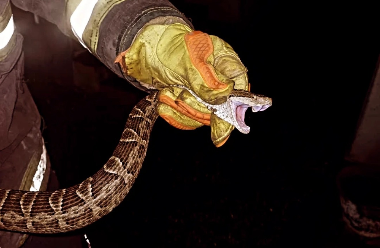Tucumán: bomberos de Yerba Buena capturaron una serpiente agresiva en una vivienda tras haber matado a una mascota