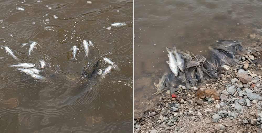 Preocupación en Tucumán por una masiva mortandad de peces en el Río Salí