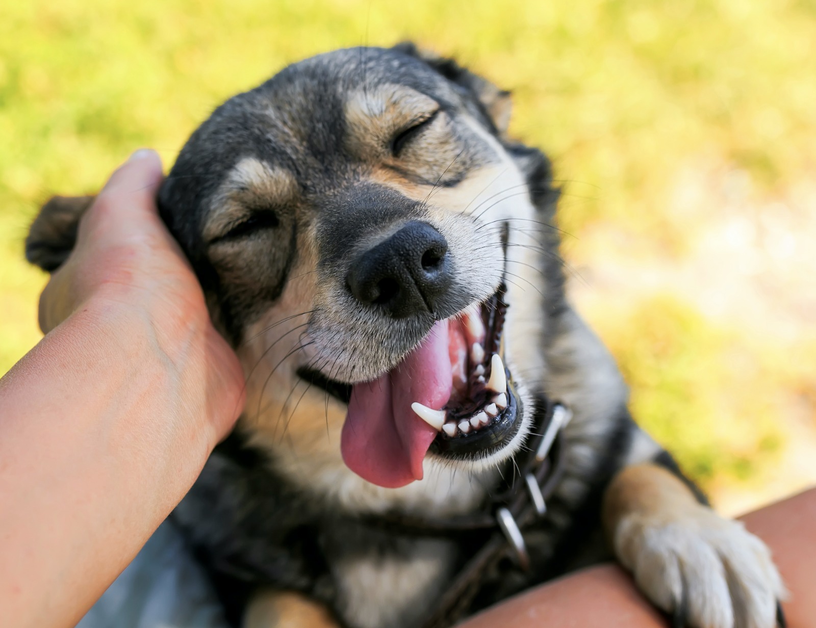 La Municipalidad de SM de Tucumán brindará servicios de castración y atención veterinaria durante toda la semana próxima