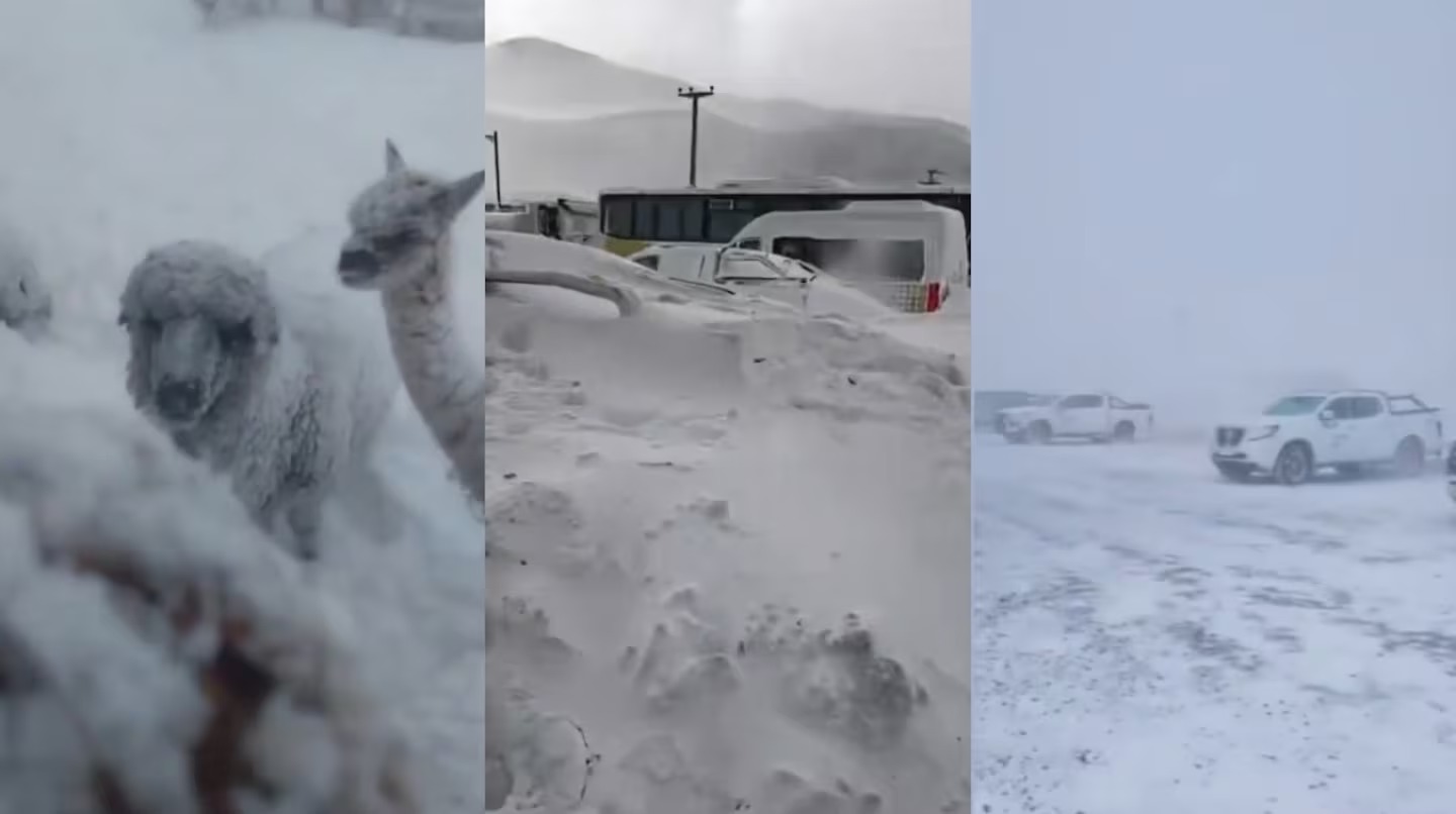 Temporal histórico en Catamarca: temperaturas de -27 °C, animales bajo la nieve y un grupo de mineros que quedó varado