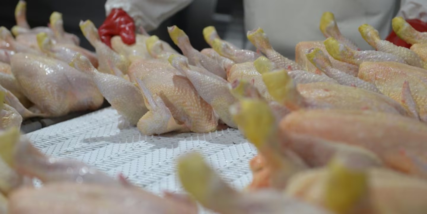 Argentina logró la reapertura del mercado de la Unión Europea para exportar carne aviar