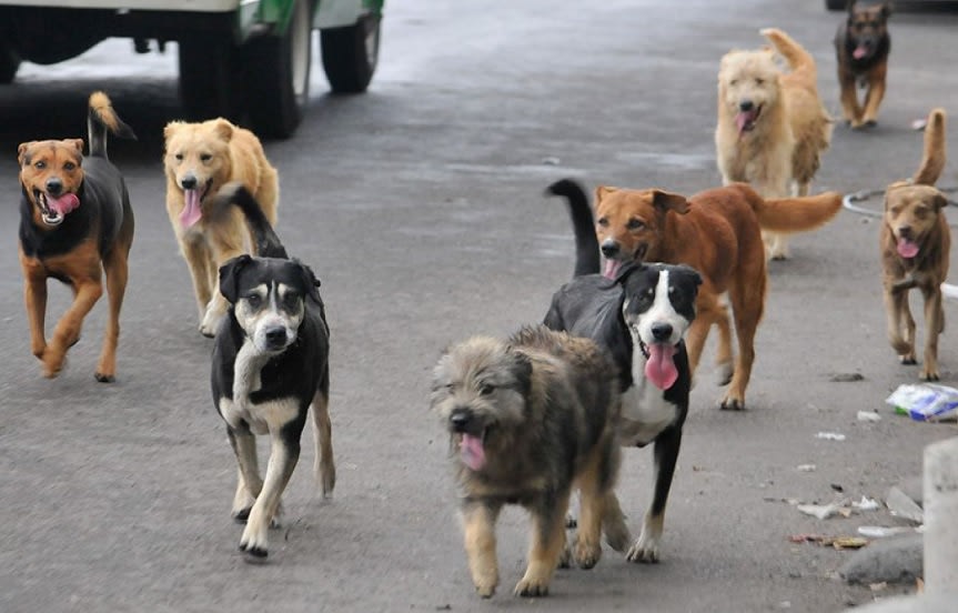 Perros sueltos en Tucumán: Qué dice la ley y cuáles son las responsabilidades civiles y penales de los propietarios