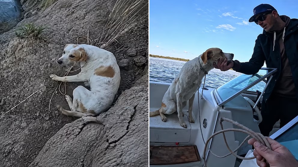 Gente mala: pescadores hallaron un perro atado en una barranca y lo rescataron en plena travesía “Lo tiraron ahí”