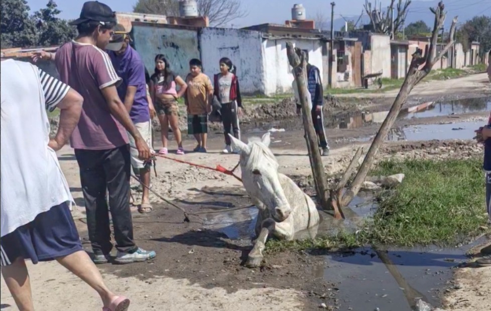 SM de Tucumán: un caballo quedó atrapado en un pozo y vecinos reclaman una solución urgente
