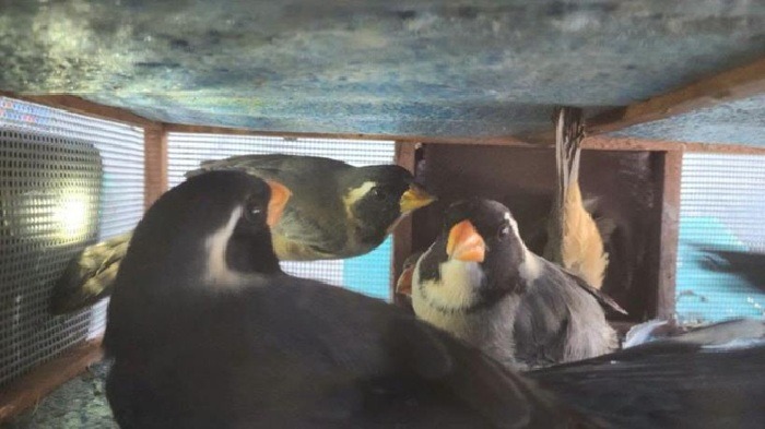 Un hombre fue detenido en Tucumán cuando llevaba 27 aves silvestres escondidas en el baúl de su auto