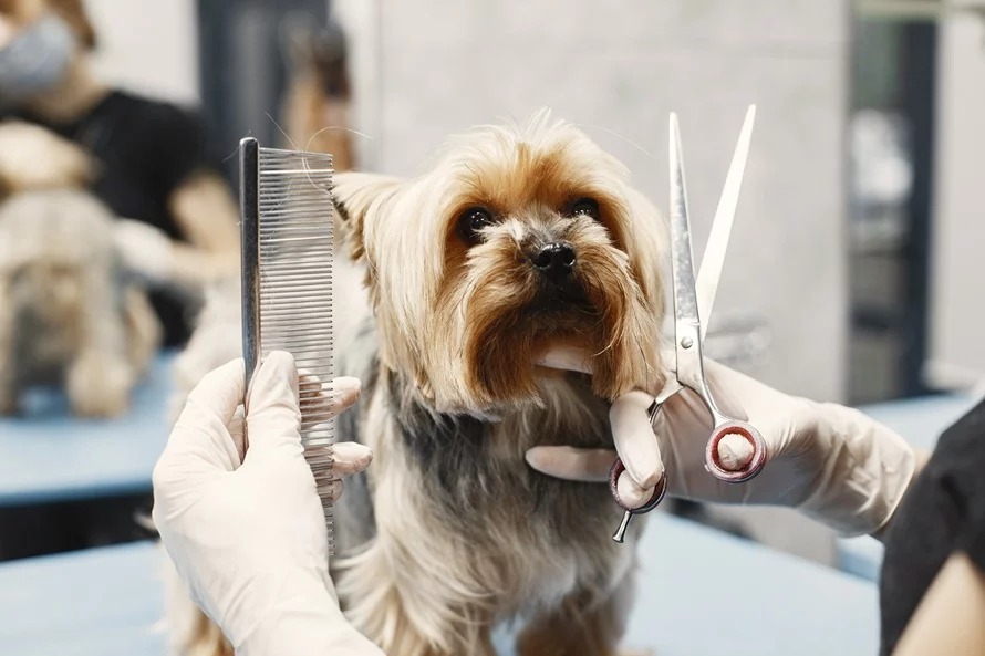 La UNT abrió una diplomatura en estética y cuidado canino: cómo inscribirse