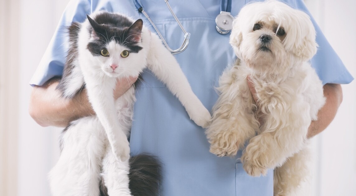 ¿Querés castrar a tu mascota en SM de Tucumán? Dónde se ofrecerá el servicio de esterilización del 18 al 21 de agosto