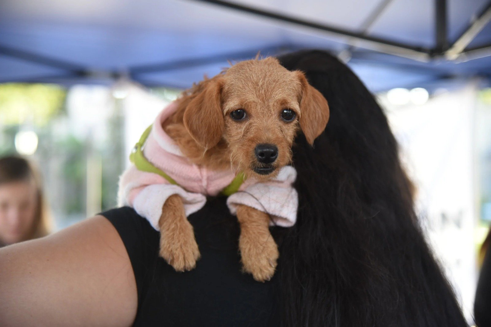 SM de Tucumán: crean nueva plataforma para gestionar castraciones, adopciones y otros servicios para animales