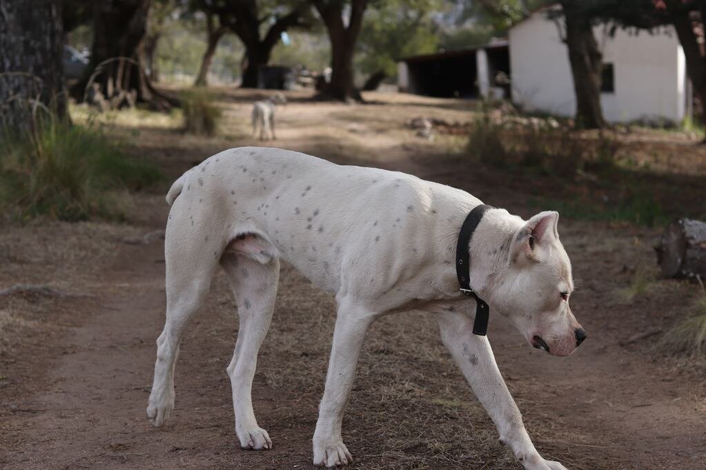 Tener perros es una responsabilidad: una nena murió tras ser mordida por los dogos de su tío