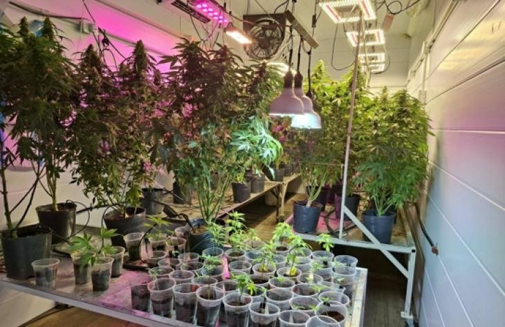La Policía de Tucumán descubre un invernadero de marihuana en Bella Vista