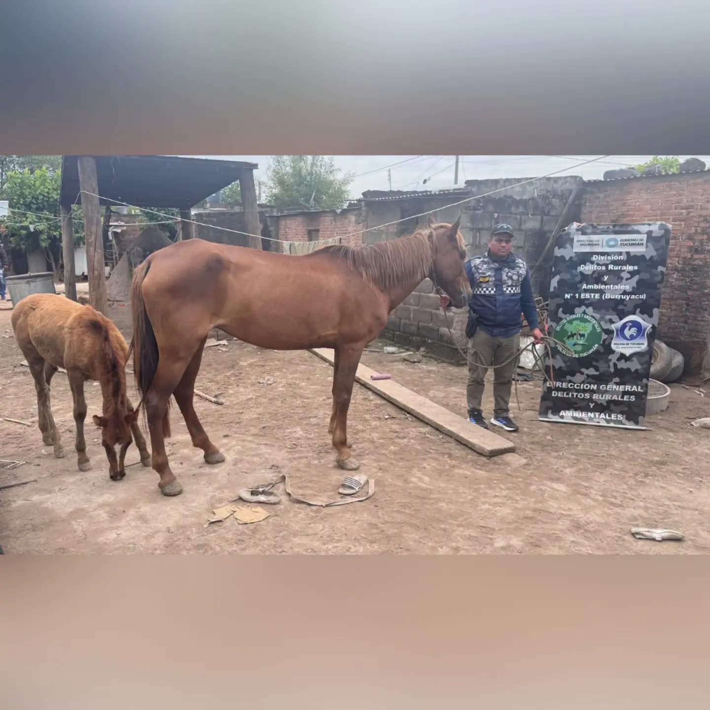 Cuatreros escondieron caballos robados en el monte, pero la Policía de Tucumán logró recuperarlos